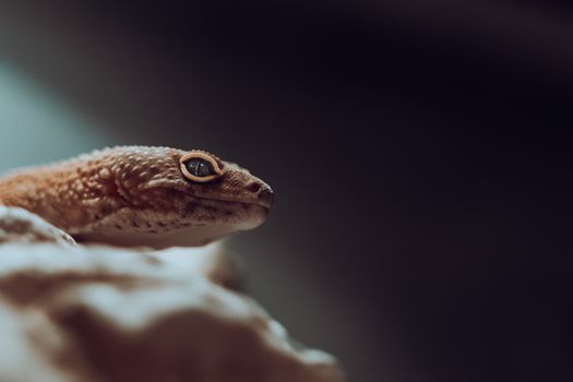 gecko photo