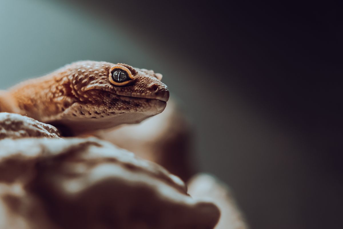 Leopardgecko Auge geschwollen: Häutungsrest, Infektion oder Vitamin-A-Mangel?