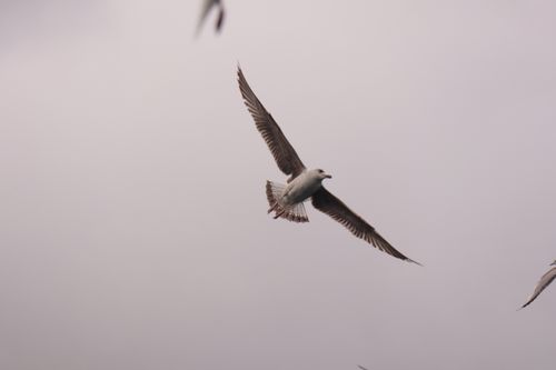 Free European herring gull soaring against a clear sky, capturing its elegance and freedom. Stock Photo