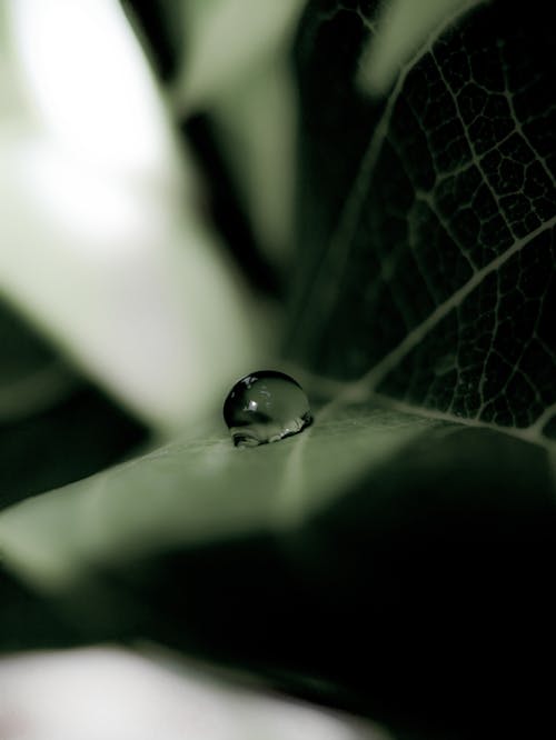 Photograph of a Water Droplet