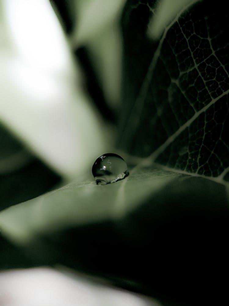 Photograph Of A Water Droplet