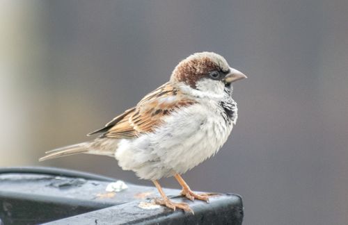 Free Detailed close-up of a house sparrow perched on a ledge, showcasing its feathers. Stock Photo