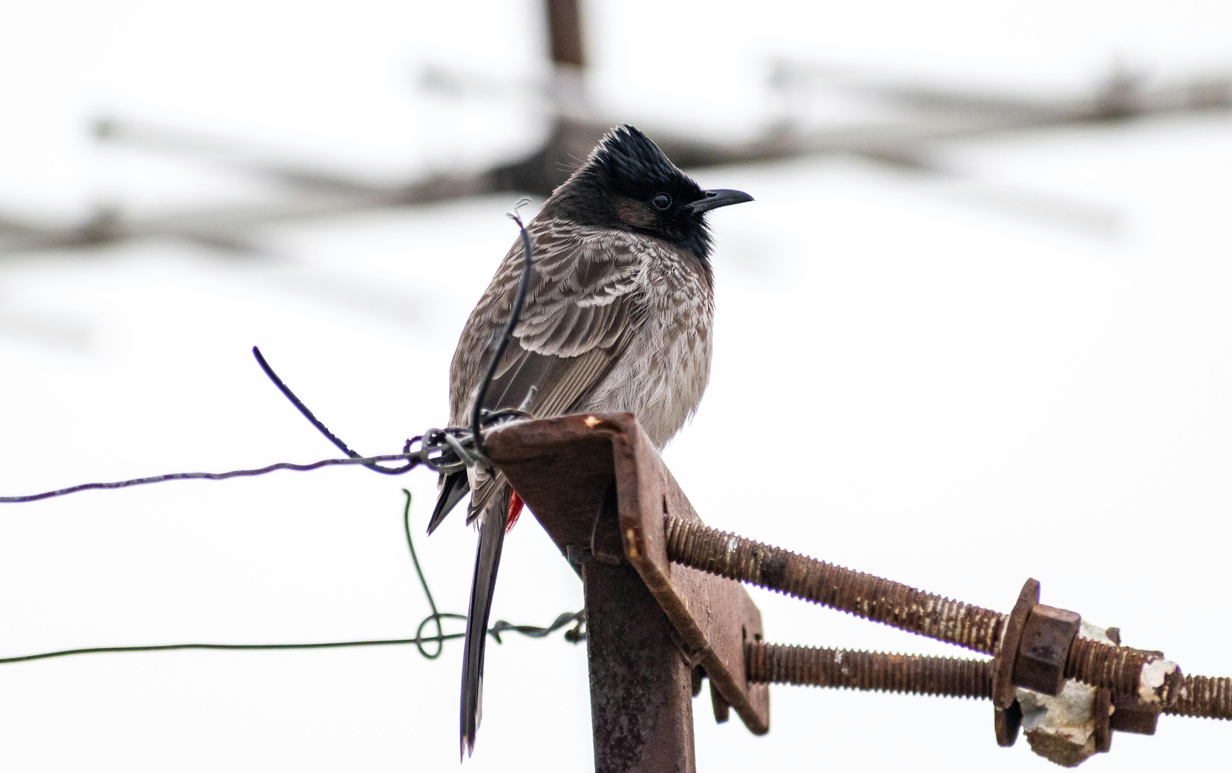 a close up shot of a red vented bulbul on a metal structure