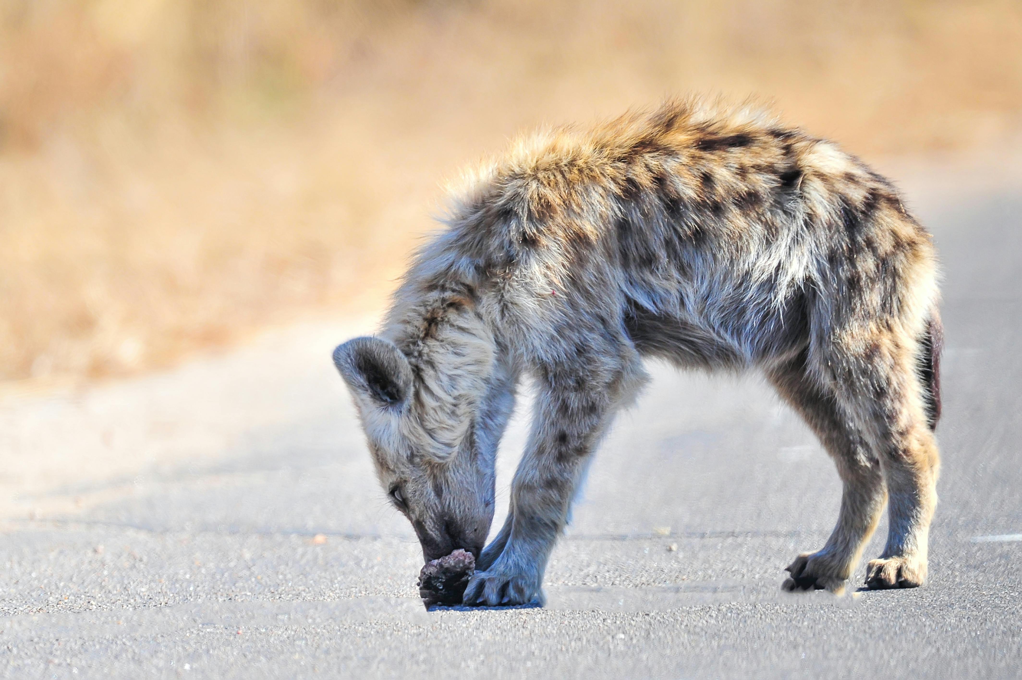 The Lion King: The Hyenas' Role in the Story