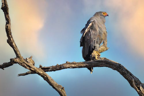 Free Foto profissional grátis de águia, animais selvagens, animal Stock Photo