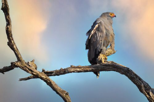 Free Majestic Martial Eagle perching on a bare tree against a vibrant sky in South Africa. Stock Photo
