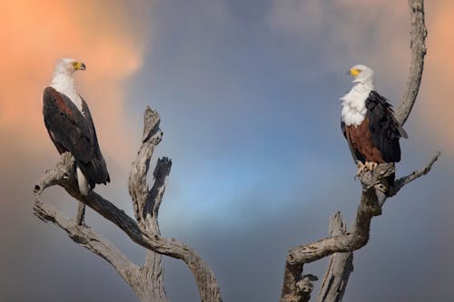Free Foto profissional grátis de água-de-cabeça-branca, águia, águia de peixe Stock Photo