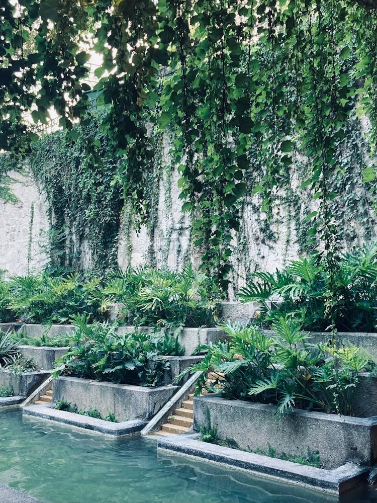 Green Plants On Gray Concrete Wall