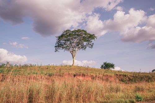 Free A solitary tree stands on a hill in a serene rural landscape under a cloudy sky. Stock Photo
