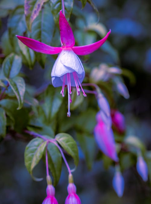 Immagine gratuita di avvicinamento, fiori, focus selettivo