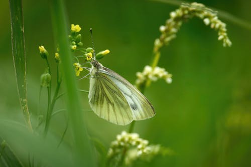 Free A Close-Up Shot of a Green Veined White Butterfly on a Plant Stock Photo