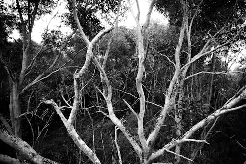 Grayscale Zdjęcie Bare Tree