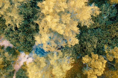 Photo Vue De Dessus D'arbres à Feuilles Jaunes Et Vertes