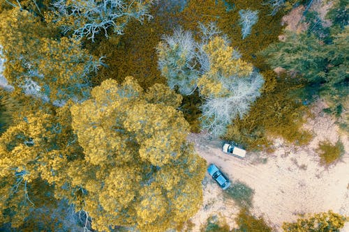 Фотография двух автомобилей, окруженных деревьями, с воздуха