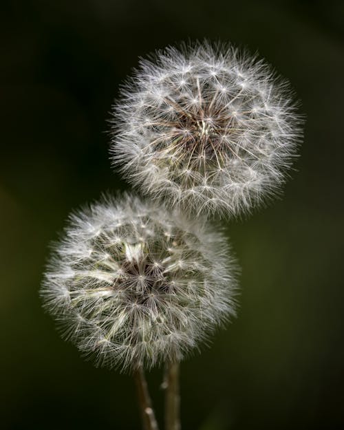 Foto stok gratis dandelion, fotografi bunga, fotografi makro