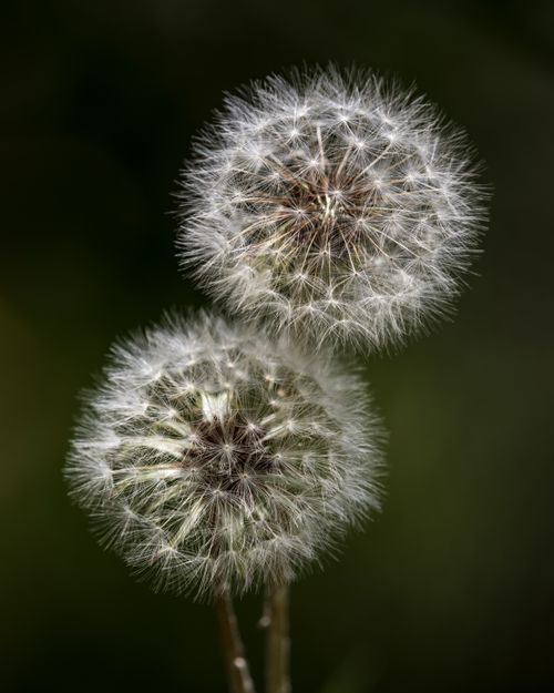Free Macro photography of two dandelion seed heads showcasing their delicate structure. Stock Photo