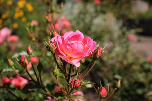 Plant of Pink Roses in the Garden