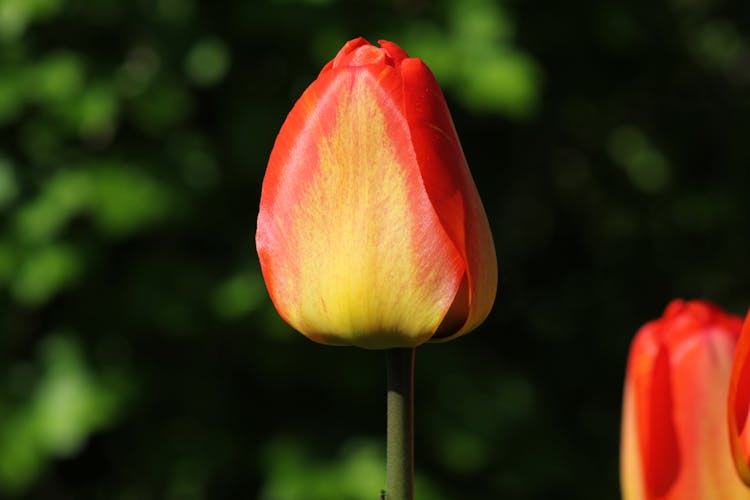 A Close-up Shot Of Red And Yellow Tulip