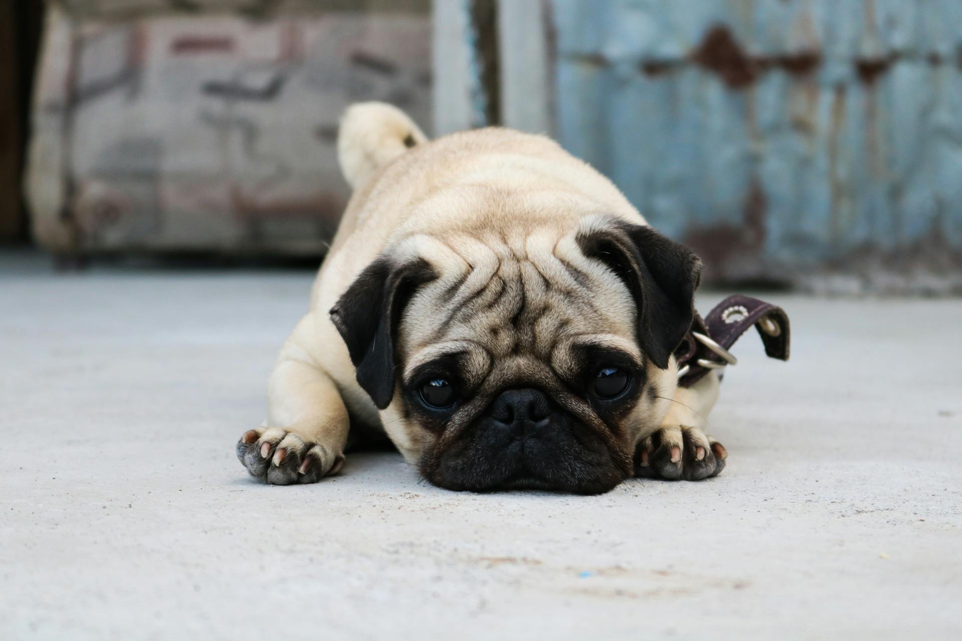 Pug Dog Lying on the Ground