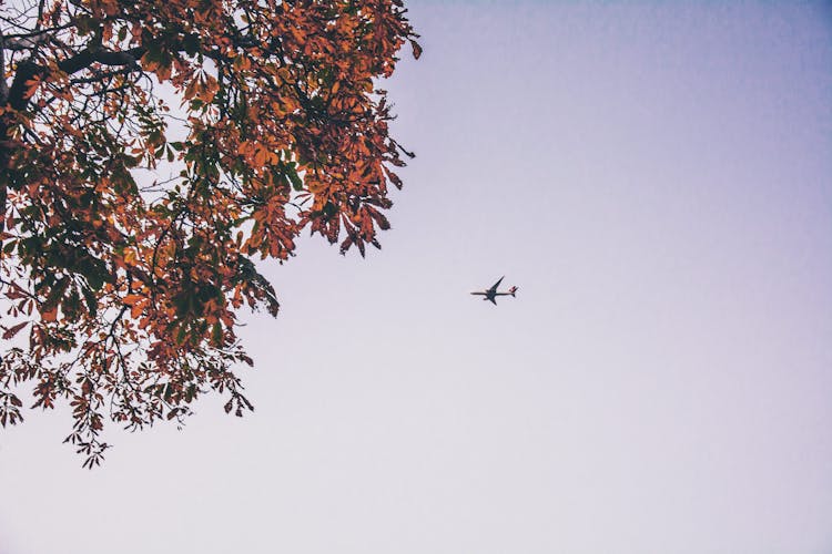 Airplane On Evening Sky