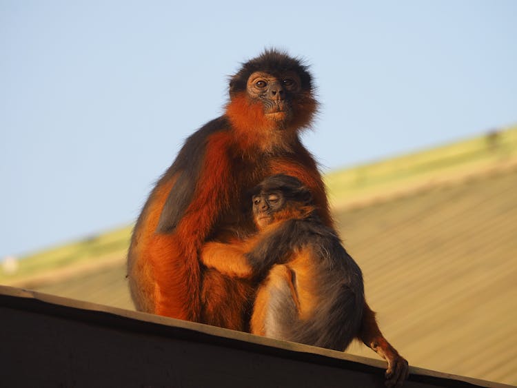 Photo Of Sitting And Hugging Monkeys