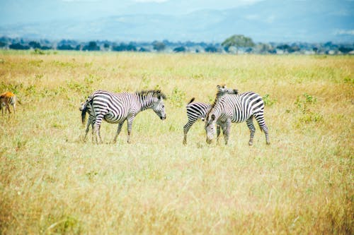 Dazzle of Zebras on Green Grass Field
