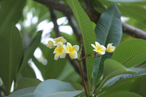 Fotobanka s bezplatnými fotkami na tému biele kvety, frangipani, kvetinová fotografia