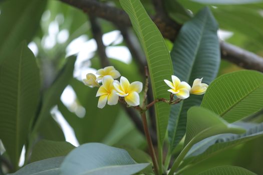 Frangipani flower the United Arab Emirates