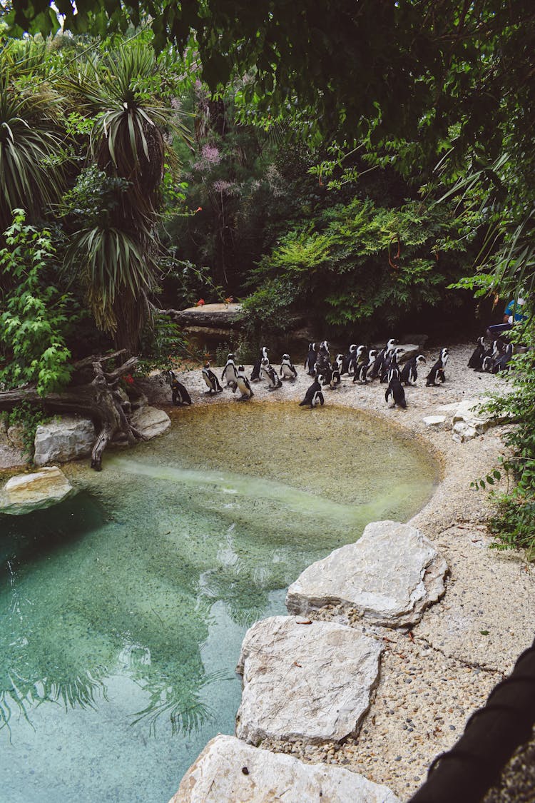 Penguins In Zoo