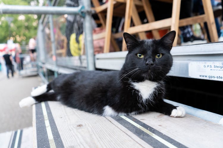 Black Cat Lying On The Stairs