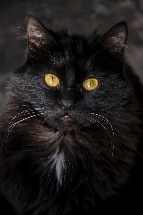 Close-up of a black cat's face showing long sensitive whiskers fanning out from the muzzle