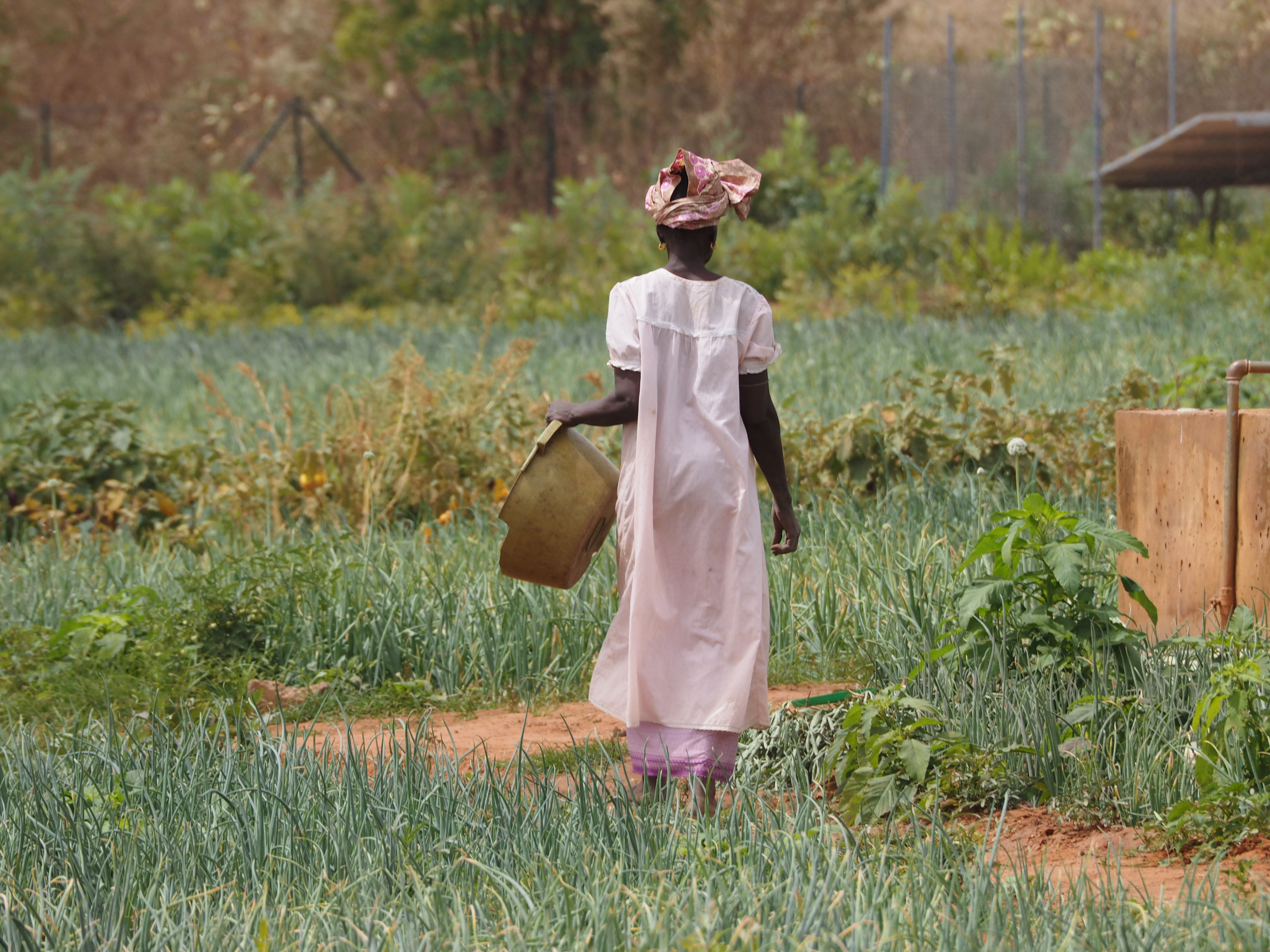 Femme agricultrice dans un champ de maraîchage en Afrique de l'Ouest