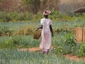 African woman in traditional clothing holding a bucket in a Gambia farm field.