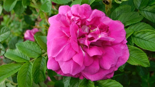 A vibrant pink rugosa rose with lush green leaves captured in a stunning close-up.