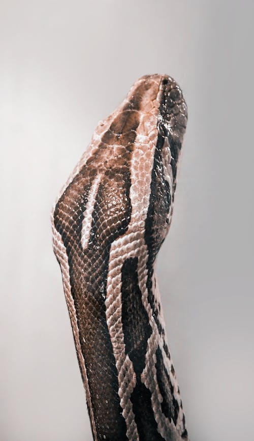 無料 ヘビ, 動物, 垂直ショットの無料の写真素材 写真素材