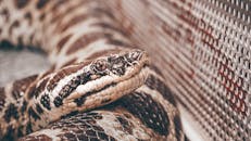 Close-up of Exotic Snake