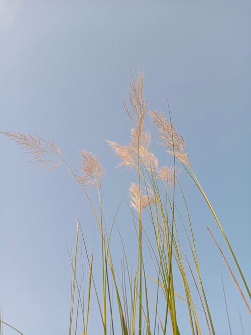 Free Tall grass sways in the breeze under a clear blue sky, capturing the essence of nature's tranquility. Stock Photo