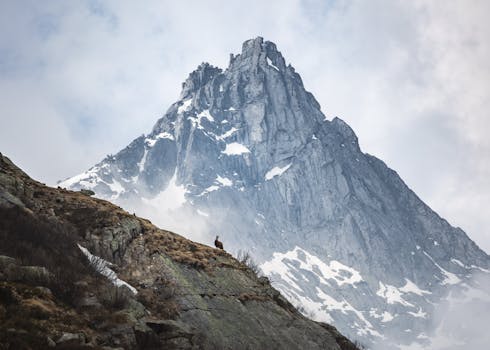 Snow-capped mountain and lone goat in Madonna di Campiglio, Italy.