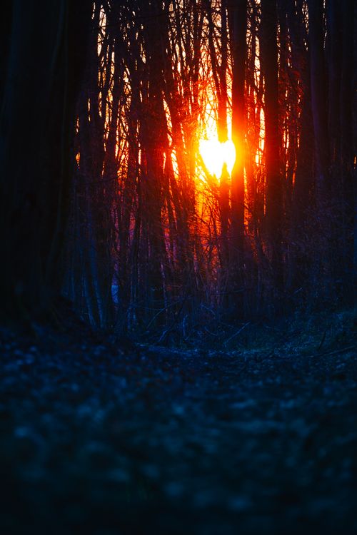 Free Mystical sunset in a Polish forest casting vibrant light through a dense canopy of trees. Stock Photo