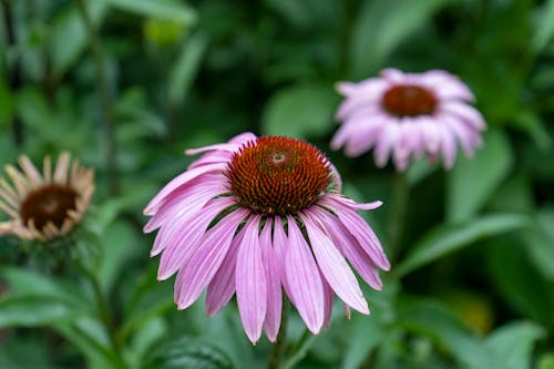 Purple Coneflower in Bloom