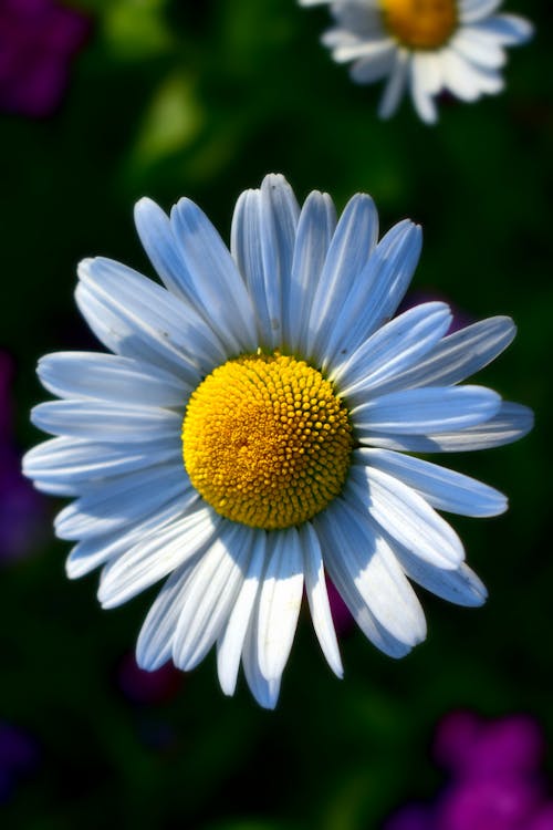 Kostenloses Foto zum Thema: blühen, blumen, blumenphotographie,  blütenblätter, gänseblümchen, gemeinsamen gänseblümchen, nahansicht,  schwarzer hintergrund, stempel, wallpaper, weiße blumen