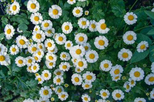 Feverfew Flowers in Bloom 