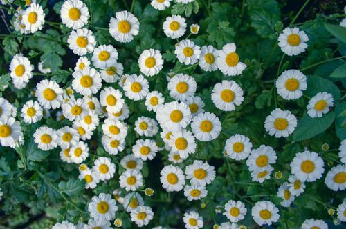 Free Beautiful cluster of blooming feverfew flowers showcasing bright white petals and yellow centers in a natural setting. Stock Photo