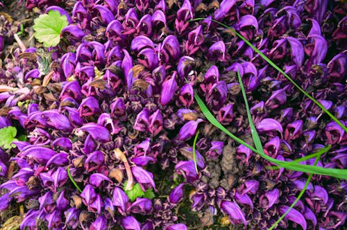 Purple and purple plants