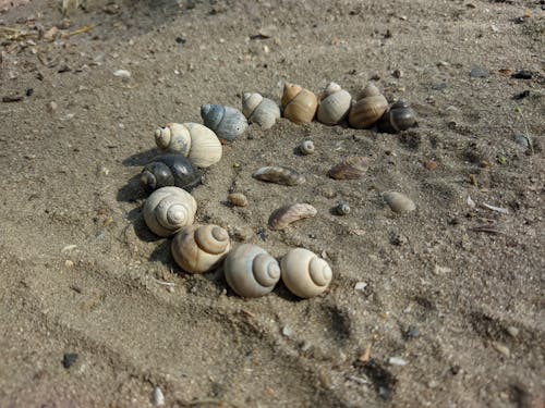 Gratis lagerfoto af muslingeskaller, sand, skaller