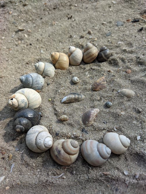 Free stock photo of android background, black sand, seashells