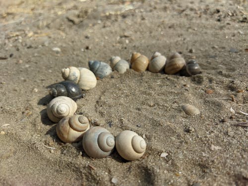 Free stock photo of horseshoe, sand, sea shells