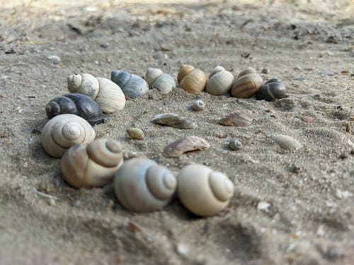 Free stock photo of black sand, blur background, sea shells
