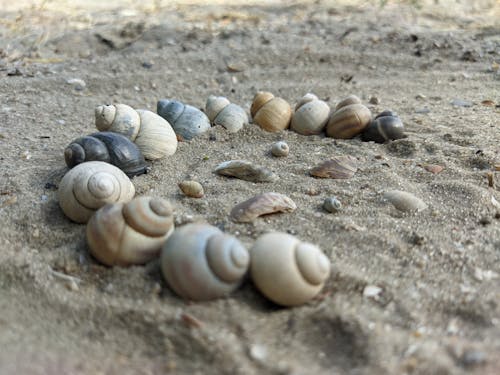 Gratis lagerfoto af muslingeskaller, sløret baggrund, sort sand