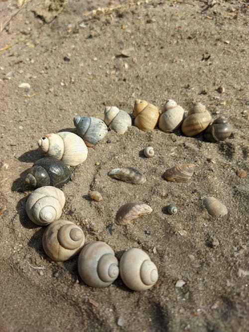 Free stock photo of sand, seashells, sunbeam